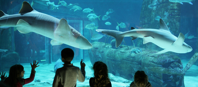 Sortie De Noël Au Seaquarium Du Grau Du Roi